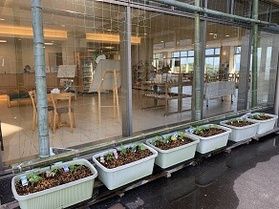 グリーンカーテンを設置しました!