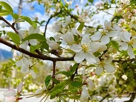 フラワーシーズンの奥日光もおすすめです！奥日光開花情報