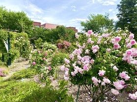 豊科近代美術館のバラ園が見頃です