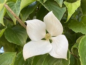 休暇村周辺で現在見られる花
