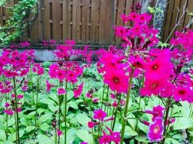 「露天風呂のクリンソウ成長日記」