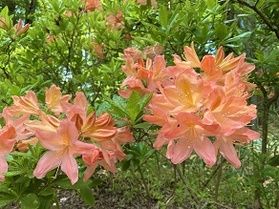 今が見頃です!レンゲツツジロード!