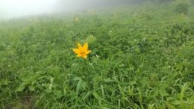 日光霧降高原キスゲ平園地