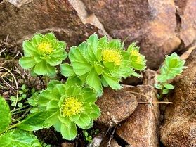 花の八ヶ岳🌸