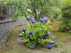 木漏れ日ラウンジ前の紫陽花