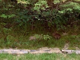 続!うさぎさん!