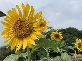 夏を感じましょう♪