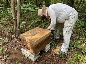 ミツバチ達がやって来ました🐝