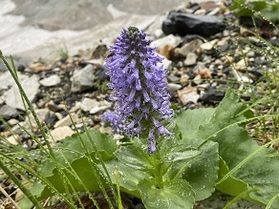 白馬岳のウルップソウ