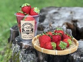 戦場ヶ原の甘くておいしいイチゴ♪ 販売中です!