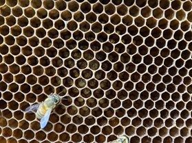 女王🐝産卵