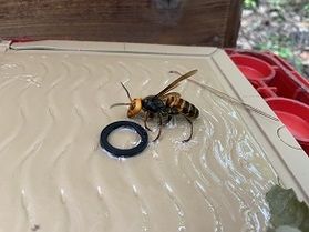え！まさか。