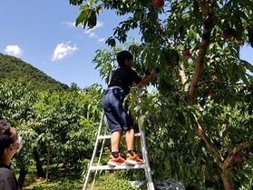 味覚狩り体験・どんなフルーツが今旬ですか？