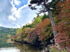 苔の森『白駒池』　紅葉が始まりました。