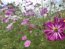 花咲け！コスモス！行ってきた編🌸