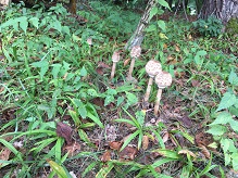大きな“つくし”かと思ったら…