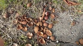 天高く馬肥ゆる秋