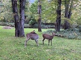 奥日光の鹿ついて
