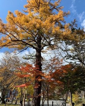 朝のお散歩会