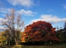 紅葉に見とれます・・[中カエデ」