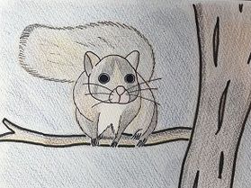 ムササビ