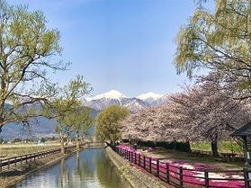 【Ｑ＆Ａ】桜の見頃を教えてください