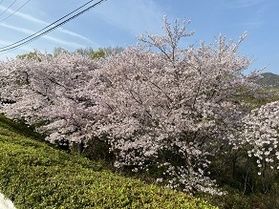 桜情報~part3~