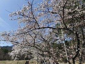 当館周辺の桜