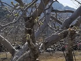 りんごの木の芽