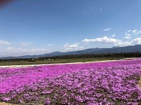 芝桜が見頃を向かえています♪