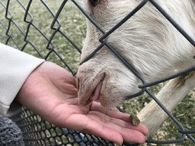 動物たちに癒されてみませんか??