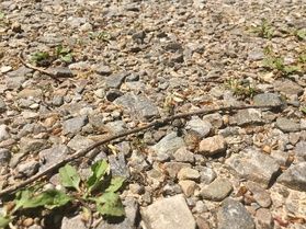 クイズ どこにいるでしょうか?