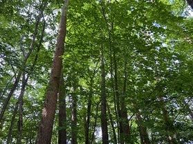 夏もすぐそこです！