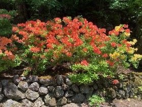  金精峠をドライブしてきました！