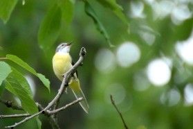 ぜひ野鳥を探してみてください
