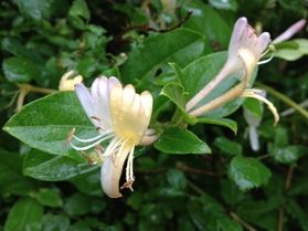 茶臼山高原周辺で見かける2色の花
