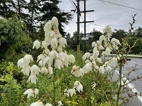 綺麗なお花が咲いています