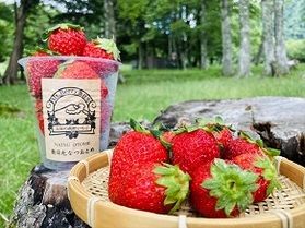 なつおとめの販売が始まります!