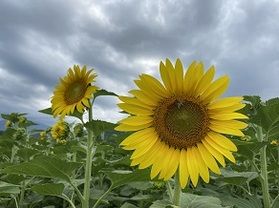 夏の花といえば、、！
