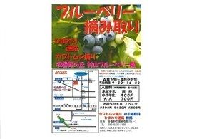 ブルーベリー狩りは8月中下旬まで<br>カブトムシも採れます