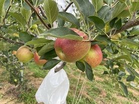 りんごが赤くなってきました！！