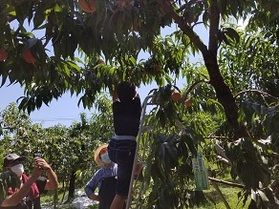 旬の「桃狩り」