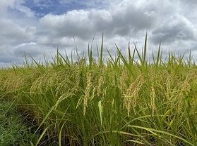 安曇野の最近の気温は？