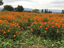 花咲けコスモス見頃間近！