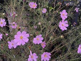 秋のお花みーつけた！