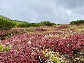 足元に広がる草紅葉の魅力
