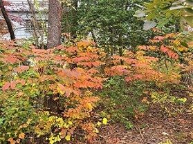 どんな葉っぱが紅葉してるかな？