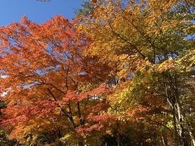 ハルニレテラス