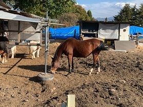 小さな牧場