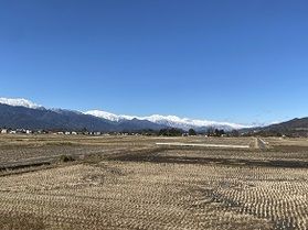 今年も彼らがやってきた！～最新の白鳥飛来数は？～